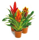 Bromelie „Vriesea“ im Netto mit dem Scottie Prospekt Bromelie „Vriesea“ im aktuellen Netto mit dem Scottie Prospekt für 4,50 €