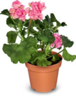 Aktuelles Geranien Angebot bei Netto Marken-Discount in Rostock ab 1,69 €