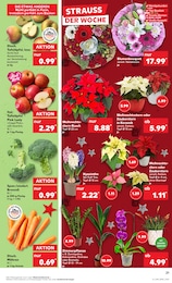 Kaufland Orchidee im Prospekt 