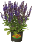 Garten-Salbei (Salivia) im Globus-Baumarkt Prospekt Garten-Salbei (Salivia) von im aktuellen Globus-Baumarkt Prospekt für 9,99 €