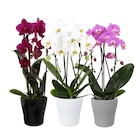 Orchidée cascade en promo chez Carrefour Ajaccio à 14,99 €