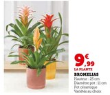 Bromelias en promo chez Super U Orléans à 9,99 €