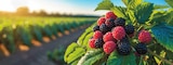 Himbeeren oder Brombeeren oder Kulturheidelbeeren im Angebot bei EDEKA in Cuxhaven Himbeeren oder Brombeeren oder Kulturheidelbeeren Angebote von Driscoll's bei EDEKA Cuxhaven für 5,00 €