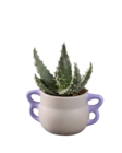 Aloe vera en pot céramique - Lidl à Rueil-Malmaison Aloe vera en pot céramique en promo chez Lidl Rueil-Malmaison à 4,99 €