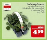 Aktuelles Erdbeerpflanzen Angebot bei Marktkauf in Nürnberg ab 4,99 €