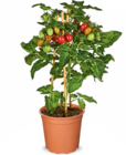 Aktuelles Cherry Tomato Angebot bei Netto Marken-Discount in Berlin ab 7,99 €