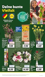 Schnittblumen Angebot im aktuellen Lidl Prospekt auf Seite 7