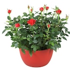 Coupe de rosier en promo chez Carrefour Coupe de rosier dans le catalogue Carrefour