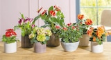 Gerbera für 3,99 € bei toom Baumarkt im Angebot Gerbera im aktuellen toom Baumarkt Prospekt