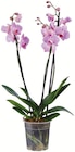 Phalaenopsis 2 tiges pot 12 cm dans le catalogue Netto