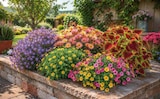 Strableochrysantheme im Angebot bei Netto Marken-Discount in Kirchheim Strableochrysantheme Angebote bei Netto Marken-Discount Kirchheim für 2,29 €