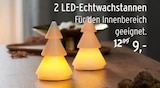 Aktuelles 2 LED-Echtwachstannen Angebot bei REWE in Mannheim ab 9,00 €