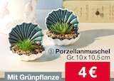 Aktuelle Blumentopf Angebote bei Woolworth in Fürth Aktuelles Porzellanmuschel Angebot bei Woolworth in Fürth ab 4,00 €