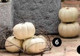 ZIERKÜRBIS ‘BABY BOO’ im aktuellen Dehner Garten-Center Prospekt für 2,29 €
