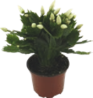 Schlumbergera «cactus de noël» - GARDENLINE en promo chez Aldi Montreuil à 1,99 €