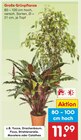 Aktuelle Zimmerpflanzen Angebote bei Netto Marken-Discount in Bremen Aktuelles Große Grünpflanze Angebot bei Netto Marken-Discount in Bremen ab 11,99 €