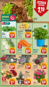 Pfanne im aktuellen REWE Prospekt (Rostock) Pfanne im REWE Prospekt "Dein Markt" mit 32 Seiten (Rostock)