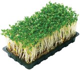 Bio Kresse im Angebot bei REWE in Regensburg Bio Kresse Angebote von REWE Bio bei REWE Regensburg für 0,33 €