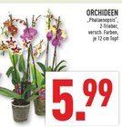 ORCHIDEEN Angebote von Phalaenopsis bei Marktkauf Münster für 5,99 €