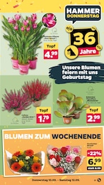 Schnittblumen Angebot im aktuellen Netto mit dem Scottie Prospekt auf Seite 35