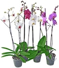 Aktuelle Orchidee Angebote bei REWE in Duisburg Aktuelles Schmetterlingsorchidee Angebot bei REWE in Duisburg ab 7,77 €