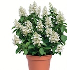 Aktuelles Rispen Hortensie Angebot bei Wreesmann in Dresden ab 9,99 €