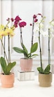 Super U Beaupréau - Promo Orchidée 2 tiges Promo Orchidée 2 tiges à 11,99 € dans le catalogue Super U à Beaupréau