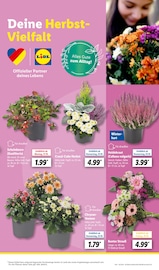 Aktueller Lidl Prospekt mit Chrysantheme, "LIDL LOHNT SICH", Seite 13