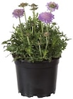 Plantes vivaces en promo chez Lidl Aix-en-Provence à 1,83 €