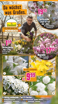 Narzissen im aktuellen Hornbach Prospekt (Nürnberg) Narzissen im Hornbach Prospekt "Ran ans PROJEKT. Es ist schon Pflanzzeit." mit 36 Seiten (Nürnberg)