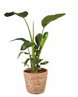 Plantes vertes XL en corbeille en promo chez Lidl Antibes à 13,99 €