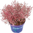 Stacheldraht für 2,99 € bei Globus-Baumarkt im Angebot Stacheldraht im aktuellen Globus-Baumarkt Prospekt