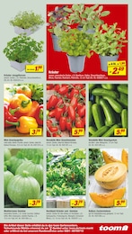 Melone Angebot im aktuellen toom Baumarkt Prospekt auf Seite 11
