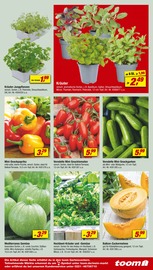 Gemüse Angebote im Prospekt "Respekt, wer's selber macht." von toom Baumarkt auf Seite 11
