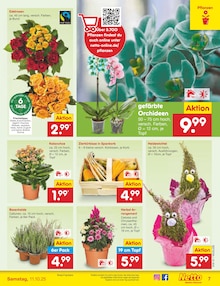 Orchidee im Netto Marken-Discount Prospekt "Aktuelle Angebote" mit 59 Seiten (Mannheim)