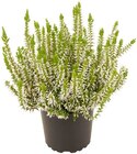 Aktuelles Besenheide Angebot bei Penny in Würzburg ab 1,49 €