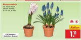Blumenzwiebeln im Angebot bei Netto Marken-Discount in Freiberg Blumenzwiebeln Angebote bei Netto Marken-Discount Freiberg für 1,11 €