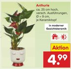 Aktuelles Anthurie Angebot bei Netto Marken-Discount in Hamm ab 4,99 €