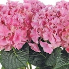 Hortensia - Le pot de 5 litres - BOTANIC® - Botanic à Nice Hortensia - Le pot de 5 litres - BOTANIC® en promo chez Botanic Nice à 15,99 €