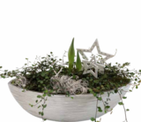 Aktuelles Amaryllis in Schale Angebot bei OBI in Essen ab 11,99 €