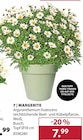 Margerite von  im aktuellen Dehner Garten-Center Prospekt für 7,99 €