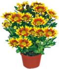 Chrysantheme für 3,00 € bei Kaufland im Angebot Chrysantheme im aktuellen Kaufland Prospekt