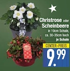 Christrose oder Scheinbeere Angebote bei EDEKA Augsburg für 9,99 €