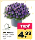 XXL Astern für 4,99 € bei Netto mit dem Scottie im Angebot XXL Astern im aktuellen Netto mit dem Scottie Prospekt