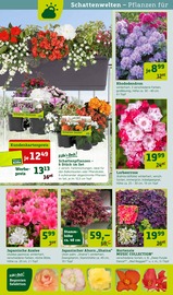 Azalee Angebote im Prospekt "Gratis Pflanzaktion!" von Pflanzen Kölle auf Seite 6