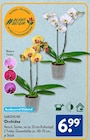 Orchidee von Gardenline im aktuellen ALDI SÜD Prospekt