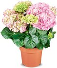 Aktuelle Hortensie Angebote bei Netto Marken-Discount in Dresden Aktuelles Hortensienbusch Angebot bei Netto Marken-Discount in Dresden ab 7,99 âŹ