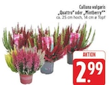 EDEKA Großbothen - Quattro Angebot im Prospekt Quattro bei EDEKA im Großbothen Prospekt für 2,99 €