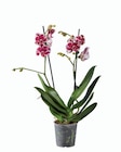 Promo Orchidée 2 tiges à 7,89 € dans le catalogue Lidl à Saint-Nazaire