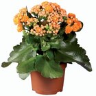 Plante fleurie en promo chez Lidl Drancy à 2,79 €